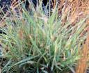 Distichlis spicata