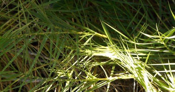 Distichlis spicata stricta