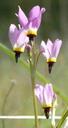 Dodecatheon clevelandii