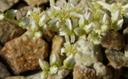 Dudleya edulis