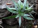 Dudleya lanceolata