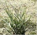 Elymus cinereus