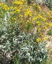 Encelia farinosa