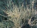 Ephedra californica