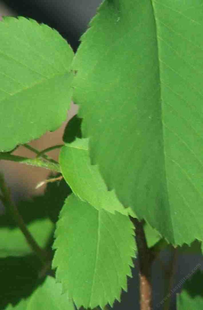 Amelanchier alnifolia