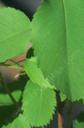 Amelanchier alnifolia