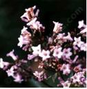 Eriodictyon californicum