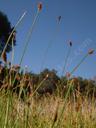 Heleocharis parishii