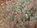 Eriogonum arborescens