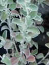 Eriogonum cinereum