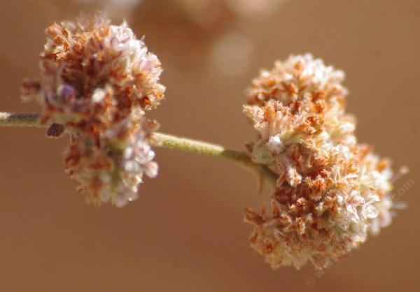 Eriogonum cinereum