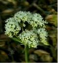 Eriogonum compositum
