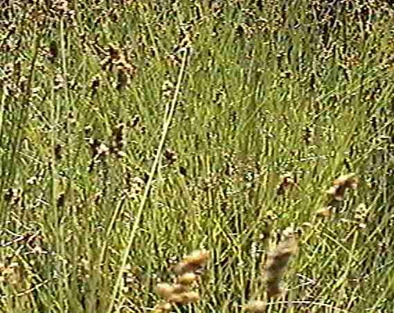 Carex fracta