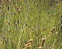 Carex fracta