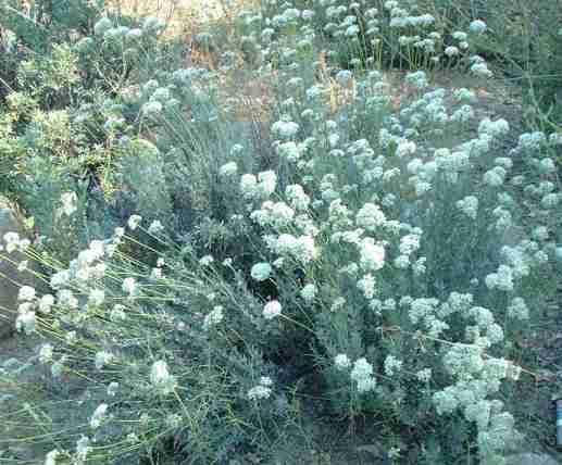 Eriogonum fasciculatum polifolium
