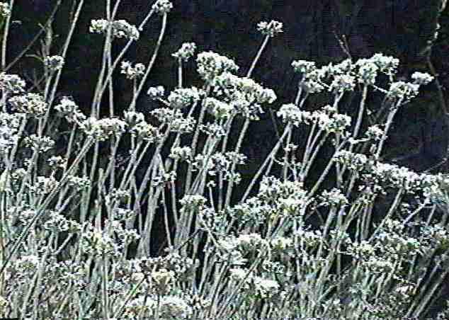 Eriogonum fasciculatum polifolium Margarita Fog