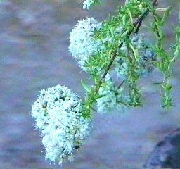 Eriogonum fasciculatum Theodore Payne