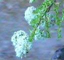Eriogonum fasciculatum Theodore Payne