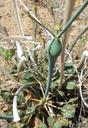 This buckwheat has a bulge in the stem. This buckwheat has a bulge in the stem.