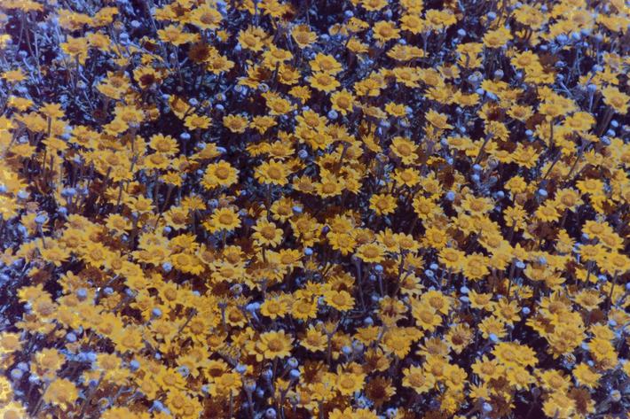 Eriophyllum lanatum arachnoideum
