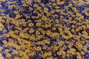 Eriophyllum lanatum arachnoideum