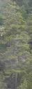Abies procera
