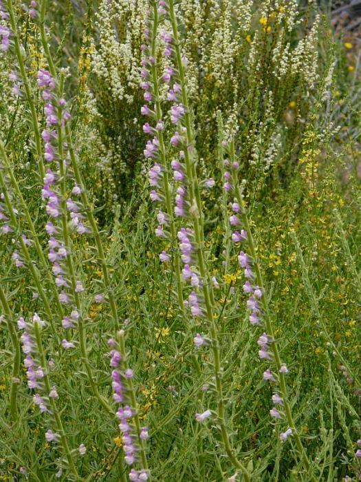 Antirrhinum multiflorum