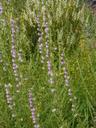 Antirrhinum multiflorum