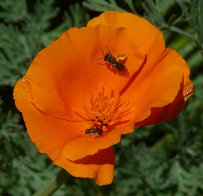 Eschscholzia californica, california poppy