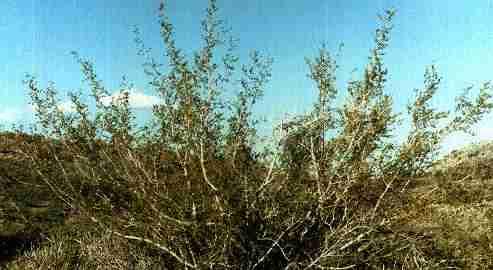 Forestiera neomexicana