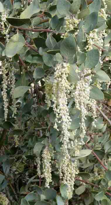 Garrya flavescens pallida