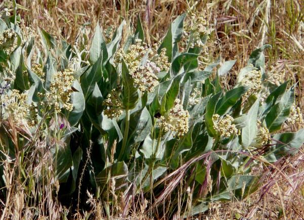 Asclepias vestita