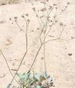 Eriogonum latifolium