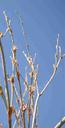 Eriogonum elongatum