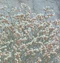 Eriogonum heermannii
