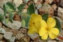 Oenothera cheiranthifolia suffruticosa