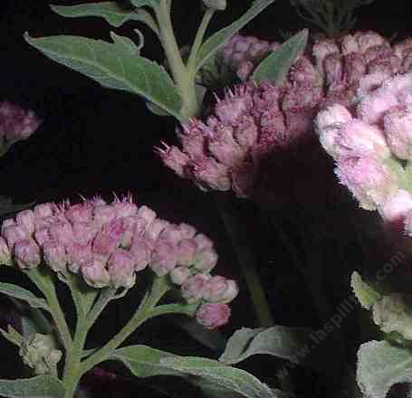 Pluchea odorata odorata