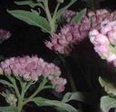 Pluchea odorata odorata