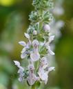 Stachys ajugoides rigida