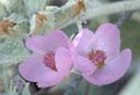 Malacothamnus fremontii