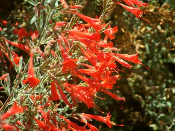 Zauschneria californica Bert's Bluff