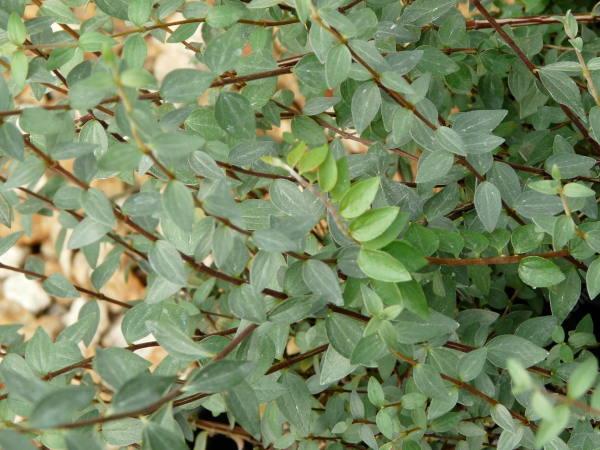 Philadelphus microphyllus