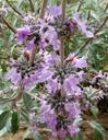 Salvia apianaXclevelandii Vicki Romo