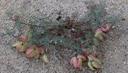 Astragalus Douglasii
