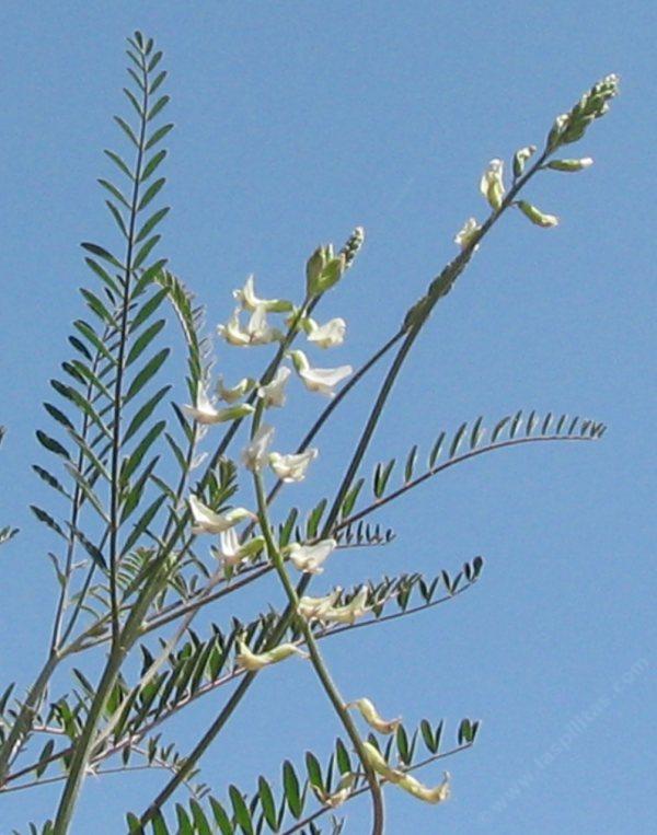 Astragalus trichopodus