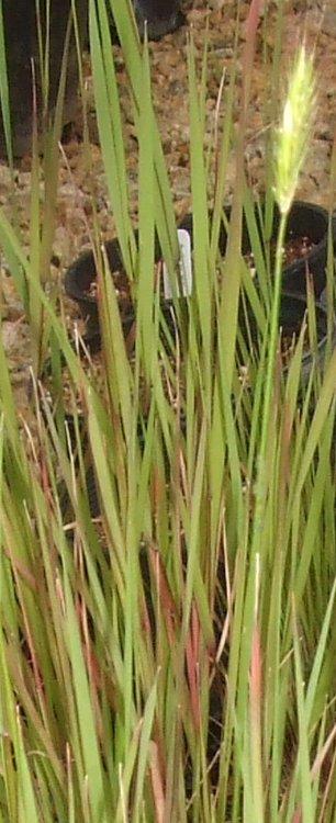 Hordeum brachyantherum
