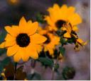 Helianthus gracilentus