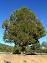 Juniperus occidentalis