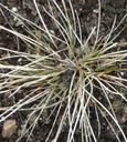 Stipa comata