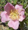 Rosa spithamea
